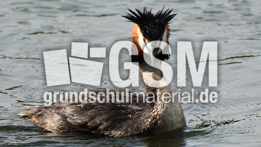 Haubentaucher (3).jpg